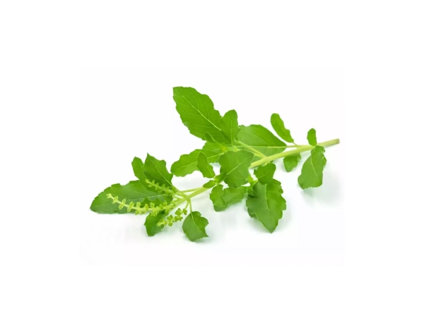 Tulsi